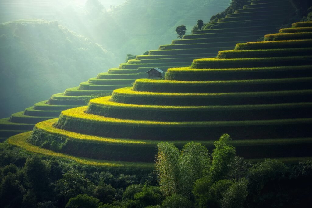 Lush green terraced rice fields with a rustic hut under soft sunlight.